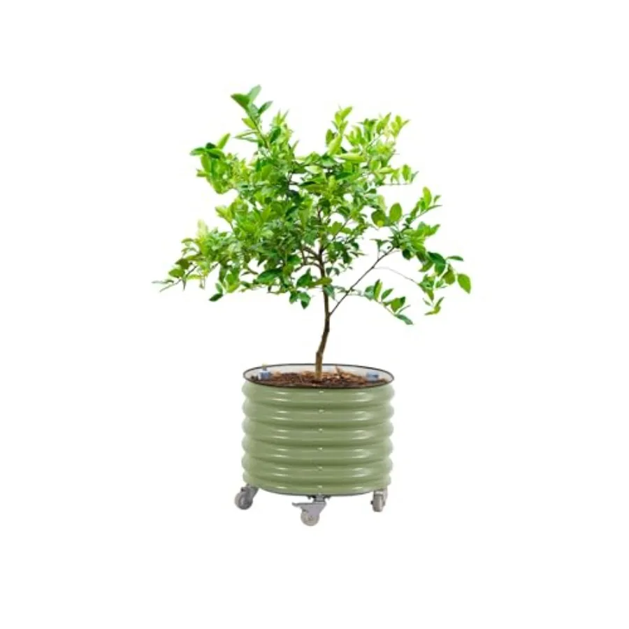 Self-Watering Planter - 롤링 시트러스 나무 화분 3세대, 자동